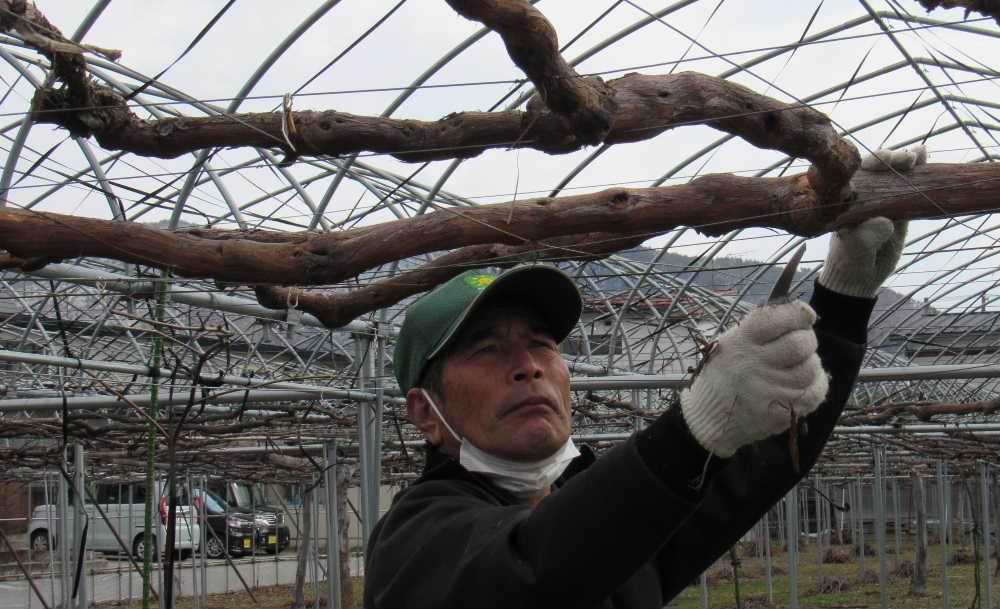 雪がとけ暖かくなると果物や野菜、米づくりが始まります　近所のブドウ畑で剪定作業が行われていました　夏の収穫しかわからない消費者にとって農作業の様子を見ることができません　様々な作業の様子を見聞きするとなんと大変な作業だろうかと実感し　果物や野菜の値段が決して高くはないと思ってしまいます　選定はブドウ栽培の最初の作業です　その様子を撮り許可を得てアップしました