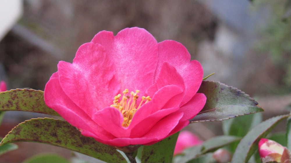 ツバキ？サザンカ？と思われる花が咲いていました　サザンカは晩秋から初冬に咲く花でツバキは早春の花であることから「ツバキ」かなと思われます　咲く時期とともに特徴的な違いは散り方だそうです　サザンカは花びらがパラパラと散るのに対しツバキは花の形をとどめたままに丸ごと落ちるのだそうです　観たことはないのですが大きな違いがあるようです　武士はツバキの花を嫌ったという説がありますがそれは花がポトリと落ちる様が首が落ちることを連想させたためといわれています