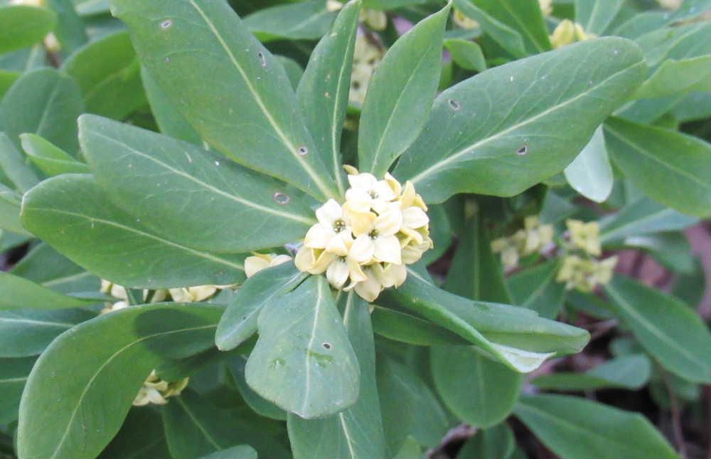 ジンチョウゲに似た黄色の花を烏帽子山公園で見つけました　「黄花沈丁花」ではないでしょうか　「ナツボウズ」ともいわれ夏には葉を落とす花木だそうです　確かに葉や花の形はジンチョウゲに似ていますので「キバナジンチョウゲ」かなあ