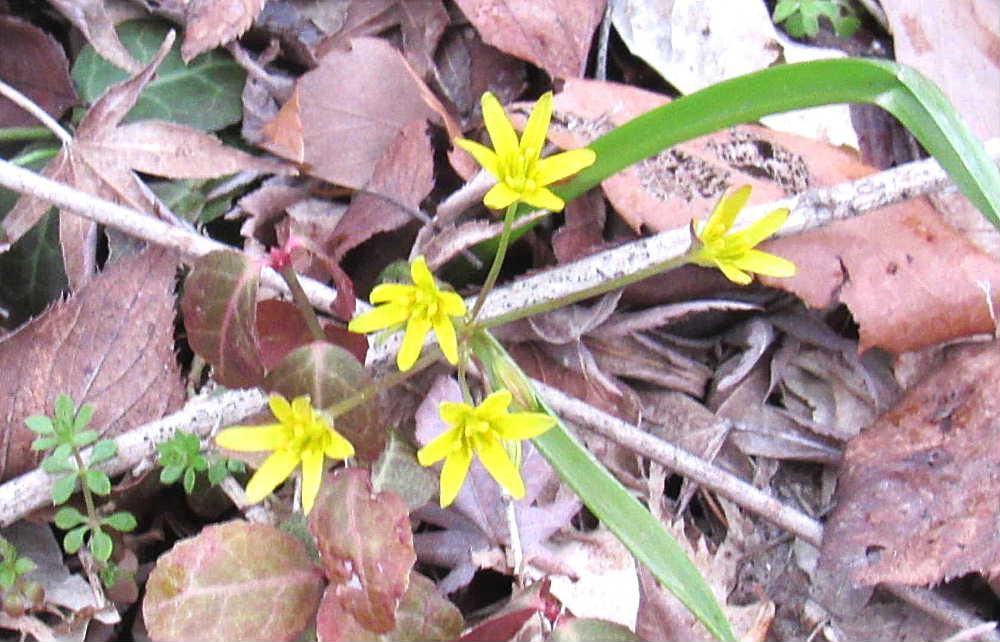雪が消えた土手で小さなユリのような黄色の花が咲いていました　花の形や花びらが６枚で葉も「キバナノアマナ」に似ています　漢字で書くと「黄花甘菜」です　現在ではあまり見られなくなってきている植物の一つで貴重な種類だそうです　この時期に咲いているこの花は本当に「キバナノアマナ」でしょうか