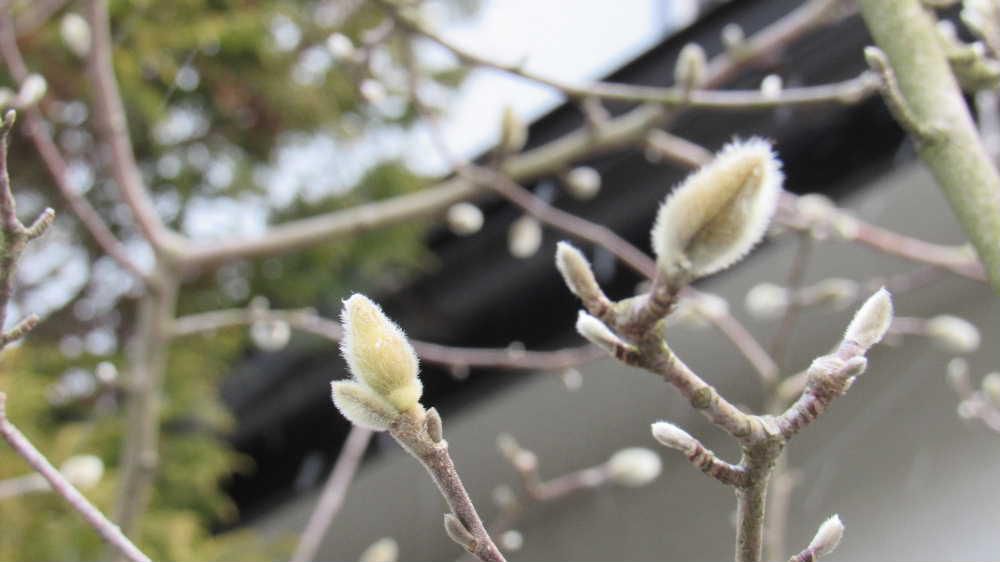 「モクレン」の花芽でしょうか　白い毛で覆われ先のとがった長卵形の花芽が枝の先についています　毛に覆われた花芽が開いてその中から花が出てきて葉より前に開花し始めるのです　今日から暖かい日が続きますのでいろいろな花が一斉に咲き始めるのではないかと期待しています