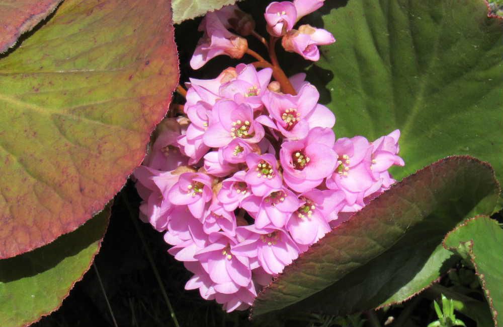 まだ寒さが残る頃にピンクの花を咲かせ花壇を彩ってくれる「ヒマラヤユキノシタ」でしょうか咲いているのを見つけました　大きな厚みのある葉が地面に張り付くように広げその中に葉に似つかわしくないピンクの花が丸く固まってさいています　花が長い穂のように咲いているものもあるそうです　色はピンクでしたが赤から白までいろいろな色の花があるそうです　秋にも咲く二季咲きもあり秋にも咲いているのを見たことがあります　一度根付くと何年でも咲いているそうで庭や空き地の埋め草としていいのではないでしょうか