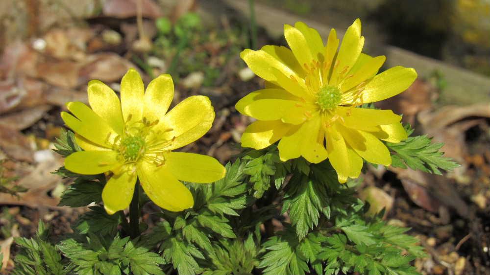 春の花は黄色が多い　黄色の花は人々の心にぽっと暖かな光を灯してくれるような気がします。黄色の花は希望をもたらしてくれるような気がします。花の形や大きさも違いますが黄色の花は春によく似あいます　もうすぐ本格的な春の訪れです　庭の「福寿草」が大きく花開き降り注ぐ太陽の光に眩しそうです 撮影2024.3.24