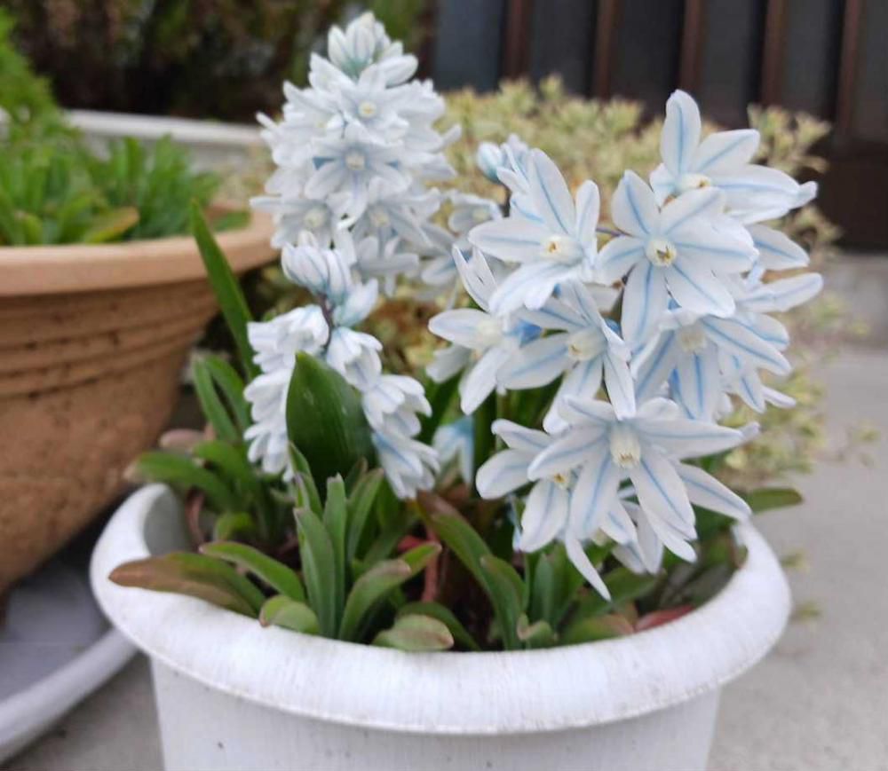 小さなヒアシンスのような「プスキニア」の花の写真がブログをいつも見ていただいている方から届きました　植えっぱなしで大丈夫とのことで初めて植えた球根植物だそうです　寒くても咲き始めることから「氷の妖精」の別名があるそうです　とてもきれいな花（透き通るような清楚な花色が魅力）であまり手もかからずきれいな花で植えてみたくなりました