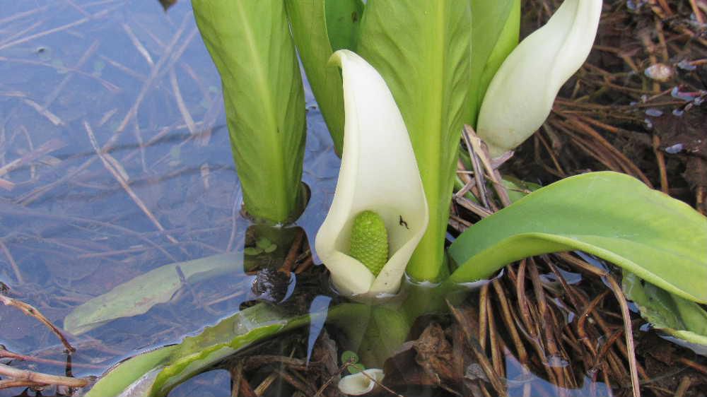 我が家の裏の小さな川べりに隣家で植えた「ミズバショウ」が開花しました　自宅で居ながらにして裏の窓をあけると「ミズバショウ」を見れる幸せを実感しています　勢いよくくみ上げられた水が「ミズバショウ」を潤し花を咲かせています　こんな町の中に「ミズバショウ」が咲いていることに感動です　我が家の裏に川がありその先は駐車場と倉庫であり、まさに「ミズバショウ」は我が家のひとり占めで隣家に感謝です