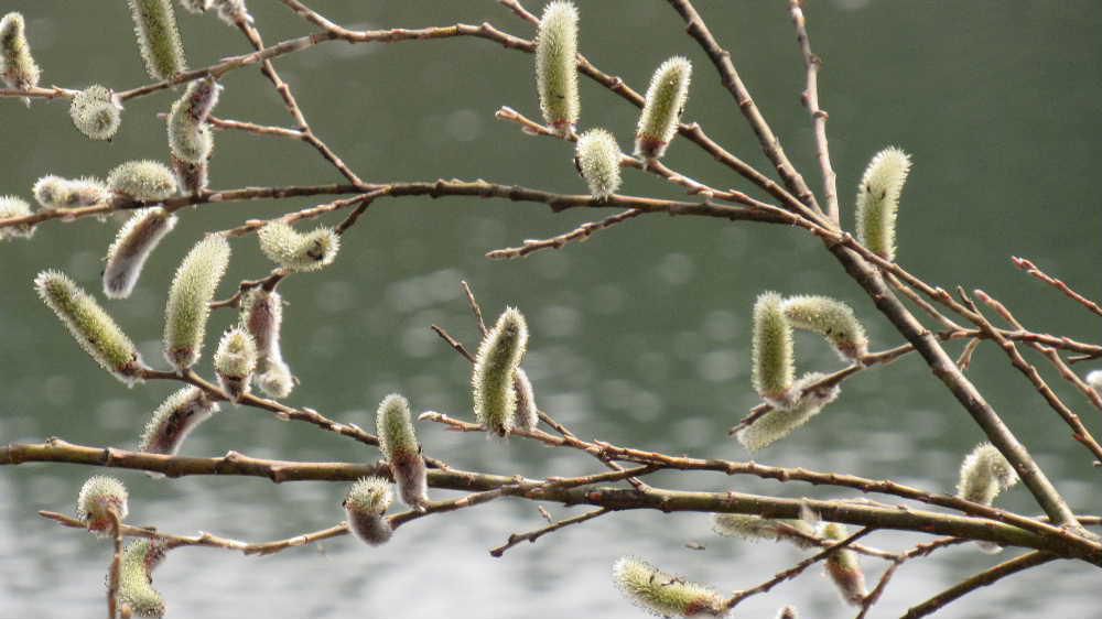 幼い頃に春を告げてくれた代表的な植物の一つ「ネコヤナギ」を見つけました「ネコヤナギ」の名前の由来は軟らかい銀白色の毛に覆われた花穂がネコの尻尾を思わせることからこの名前が付いたといわれています　河川の水辺でよく見られましたが先日沼の縁で見つけました　全国どこでも見ることができるそうですが地域によってその呼称が違っていて　ネコだけでなくイヌやウシを冠した名前もあるようです