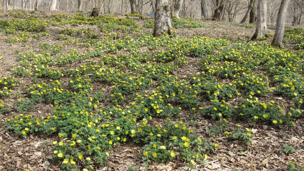 　好天に誘われて山形市の野草園に行き福寿草の群生を見てきました　まだまだ枯草や枯れた落ち葉で草花や花木はこれからでしたが福寿草は見事に花を咲かせていました　木々の間に咲き誇る福寿草ですが次の主役に置き換わろうとしています　もう少し時間がかかるでしょうがこの後の群生は「水芭蕉」でしょうか　