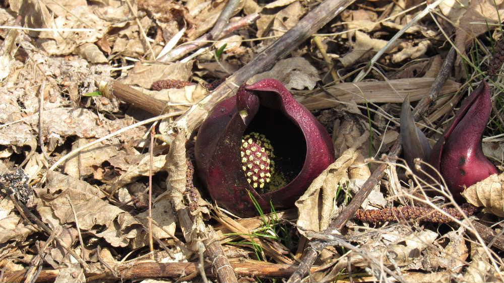 山形市野草園で水芭蕉の生えている湿地で今まで見たこともないような「ザゼンソウ」と表示されている花がたくさん咲いていました　「ザゼンソウ」は変わった形の花だけでなく花が発熱するという不思議な特長があることを知りました　以下にその特性を紹介します。