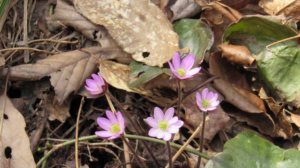 山形市野草園で見つけた可愛い花です　「雪割草」でしょうか「ミスミソウ」「オオミスミソウ」などの総称で主に雪が降る地域に自生する草花で　雪をわるようにして花を咲かせるので「雪割草」の名が付いたといわれ春を告げる花の一つだそうです「三角草（ミスミソウ）」は葉が三角形であることにちなみ　おしべもめしべも数が決まっているわけではなく多種多様な形花があるそうです　花の色も白やピンク紫など様々な色があるそうですが私が見つけたのピンクと白でした