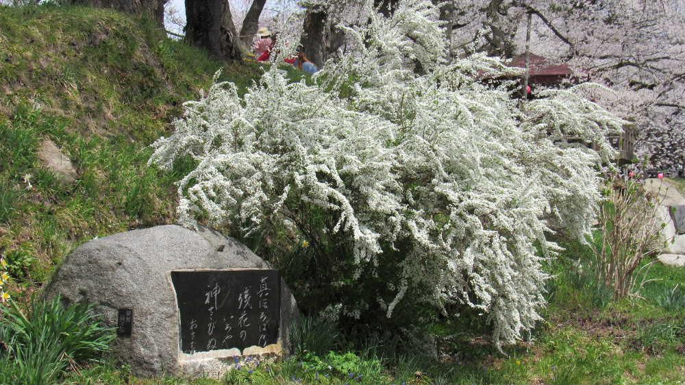 雪のように眩しいばかりに白く咲く「ユキヤナギ」を烏帽子山公園で見てきました「ユキヤナギ」は白い花ばかりと思っていましたが「ピンクユキヤナギ」を散歩の途中にみつけました　雪が積もったようなユキヤナギと違ったピンクのユキヤナギは蕾も赤くまさに春を感じさせる可愛い花です
