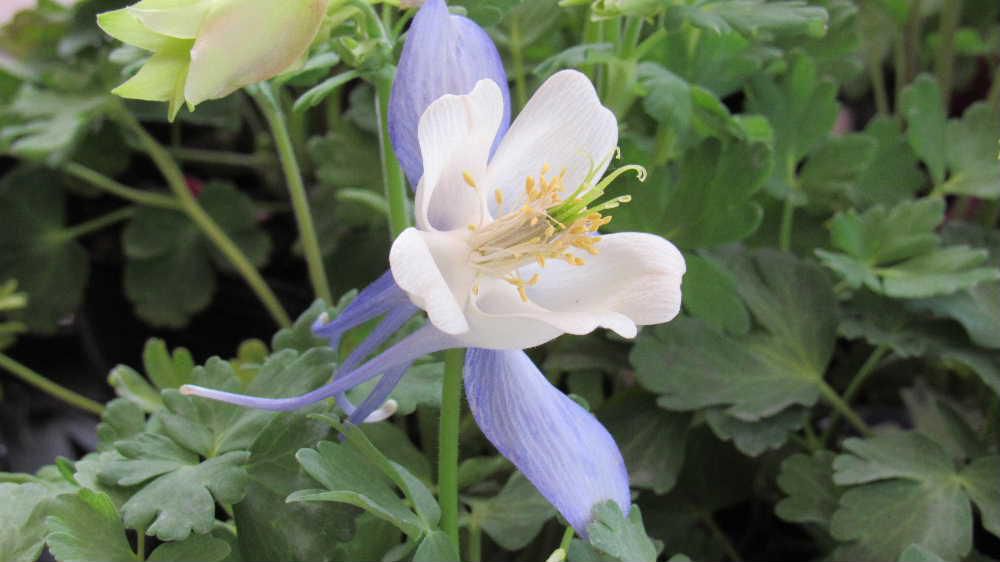 とても変わった花の形をしている可愛い「オダマキ？」を見つけました　花びらの後ろに細長い部分が伸びており独特の花の姿になっています　