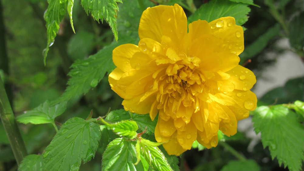 いただいた一枝を挿し木して育てた鉢植えの「ヤマブキ」が例年になく多くの花を咲かせています　八重の「ヤマブキ」は花の大きさも心なしか大きく咲いています　伸びた枝は細くしなやかで風にゆられて動く様子に「山振（やまぶり）」と呼ばれていたが転訛し「ヤマブキ」と呼ばれるようになったといわれているそうです　枝の先に次々と花芽をつけて花を咲かせてくれます　芽吹いた葉は柔らかな黄緑で食べれば美味しそうに見えてしまいます　