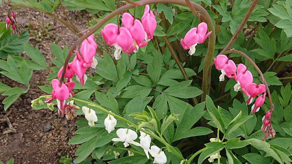 散歩の途中で変わった形の花を見つけました　釣り竿のような茎にハートの形の花が連なって咲き　釣りざおに多数の鯛がぶら下がっているように見えることから鯛釣り草（タイツリソウ）という名が付いたそうです　写真のように花の色はピンクや白があるのだそうです　あまりにも可愛いのでつい盗み撮りをしてしまいました