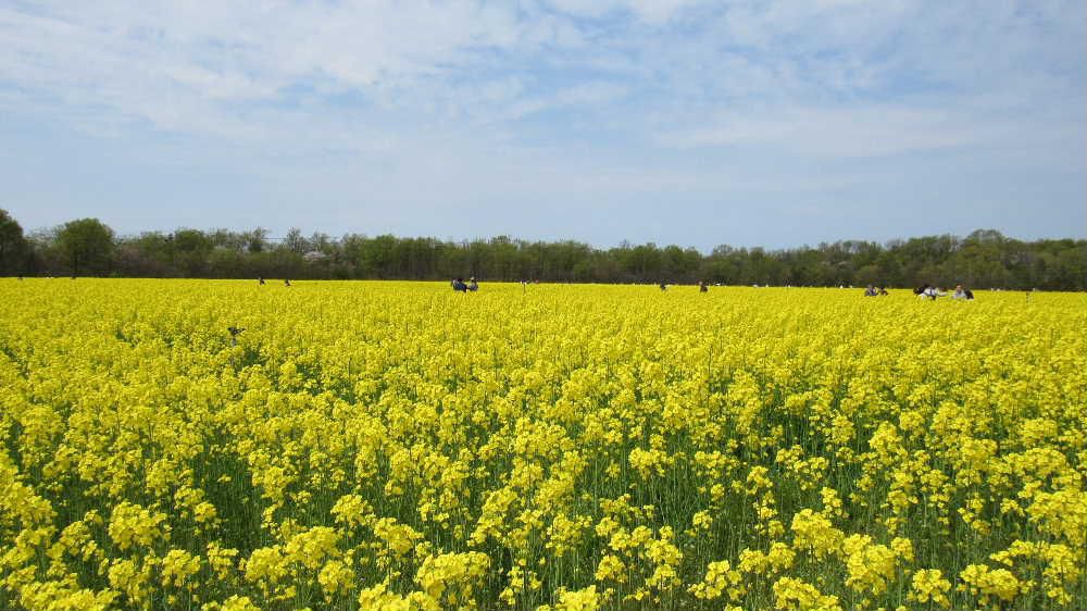 とある場所で一面に咲く「菜の花」が眩しく黄色のじゅうたんのように広がっていました　菜の花畑の中を嬉々として騒ぐ子ども達の声もどこか弾んで聞こえました　春の陽ざしに照らされた菜の花が満開に咲き乱れまさに春一色のひと時を持つことができました　