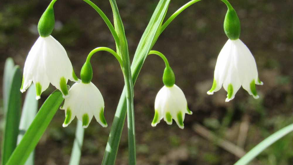 知人からいただいた可愛い「スズランスイセン」が今年も咲きました　一本の茎から２つ釣鐘の形をした花が下向きに咲いています　１本の茎に4個または８個も咲くこともあるそうです　白スミレに似たほのかな香りを漂わせてくれるのも魅力の一つでしょうか　白い花に緑色の斑点が付いてひと際可愛さを際立たせています