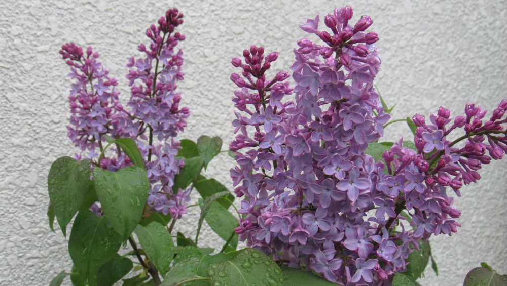 挿し木で育ててきた鉢植えの「ライラック」が今年初めてうすい赤紫の花を咲かせてくれました　ヨーロッパ生まれで「ライラック」は英語名で日本では「リラ」と呼ばれていますがこちらはフランス名だそうです　耐寒性が強く花期も長く北海道では街路樹としても植えられているようです　北海道の花木だろうと思っていましたがよく見るとわが町のそちこちにも咲いているのをみつけました