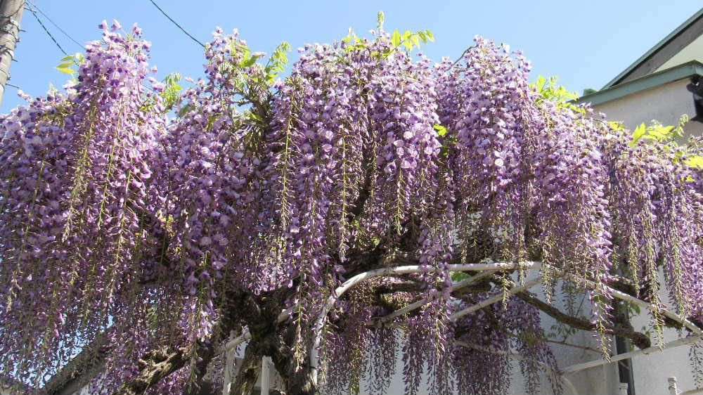 夏のような暑さに庭の「フジ」の花が満開になり どこから集まってくるのでしょうかクマンバチが花のまわりを飛び回っています　４０年以上過ぎたフジの花ですが今年も咲いてくれました　何も手入れもせずに伸びたつるを切るだけですが毎年咲かせてくれ初夏を彩ってくれます　小さなフジの鉢植えでしたが芽を出し葉が伸びて花が咲き枯れる姿を繰り返し今の大きさになりました
