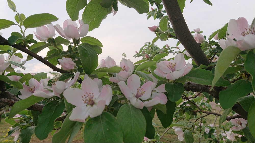 ５センチほどの大きさの5枚のピンクの花びらをつけた「カリン」を散歩の途中でみつけました　秋になると香りのよい果実が実り芳香剤のの代わりになるほどいい香りがします　寒さに強く東北地方では人気があり庭木としても植えられているようです　「かりん」という名前が「借りぬ」に似ていることから　借金をしないですむという願いを込めて庭に植える習慣がある地域もあるそうです　面白いですね