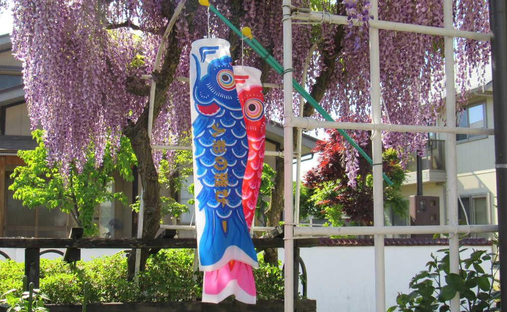 満開の「フジ」の花の下に小さなこいのぼりが泳いでいます　高齢者夫婦のだけの我が家に似つかわしくないのですがちっちゃなおもちゃのこいのぼりを今年も飾りました　こどもの日は１９４８年に制定された国民の祝日で端午の節句だった５月５日をすべての子ども達の幸せのために作られた祝日だそうです　今日は夏日の暑さとなりそうですが子ども達にとって幸せな１日であってほしいと願いながらちっちゃなこいのぼりを眺めています　