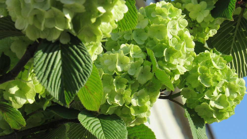 アジサイに似た丸いボールのような「オオデマリ」が黄緑色の花を咲かせています　２メートルほどの高さの木に鮮やかにたくさんの花がついていますが「オオデマリ」は白い花ですのでもしかするとオオデマリではないのでしょうか　あまり見ることがない花で思わず写真を撮りました 青い空の初夏にぴったりの花でした