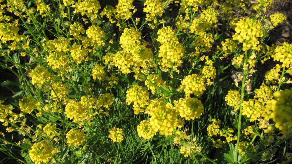 道路わきの土手に菜の花に似た黄色の花がたくさん咲いていました　でもちょっと違うので調べてみると「ハルザキヤマガラシ」という名前だろうとわかりました　ヨーロッパが原産の外来植物でどこにでも咲いている花だそうです　要注意外来生物に指定されていて、貴重な植物の中で繁茂し問題になっているようです　今まであまり気づかなかったのですがずいぶんあちこちに咲いている花です