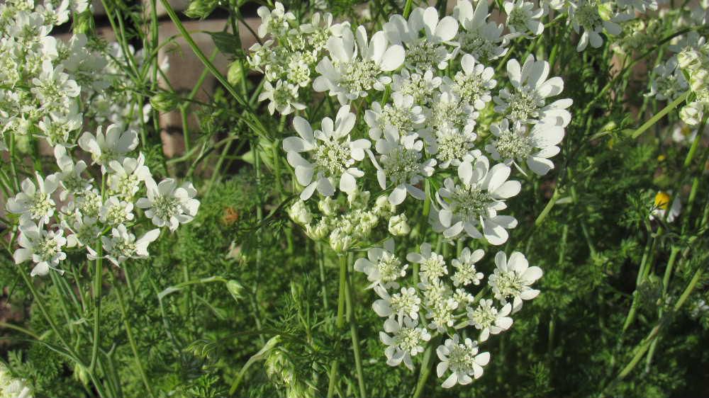 白い花が集まってレースのような花びらをもつ「オルレア」を見つけました「オルレア」はセリ科の植物で セリに似た細やかでシダのような葉をもっています　多くの花をつけ群生していたら見事な花畑になりそうな花です　真夏近くまで長く咲いている花でこぼれダネで増えるので毎年楽しめるそうです