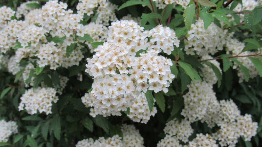 細い枝や葉が見えなくなるほど白い小さな花をたくさん咲かせる「コデマリ」でしょうか？　散歩の途中で見つけました　枝垂れる姿がとても見事で春から初夏を代表する花木だそうです