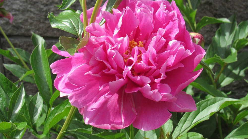 庭の隅っこに植えてある白とピンクの「シャクヤク」が咲きました　「シャクヤク」の花を見ると「立てば芍薬 座れば牡丹 歩く姿は百合の花」という言葉を思い出します　美人を形容する言葉ですが我が家に植えてある植物の花からは　なかなか想像できずにいましたが元々は生薬の用い方を例えた言葉なん だそうです　その意味するところを下にネットから拾い上げてみました　納得です