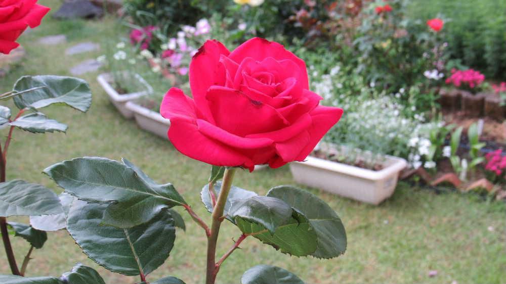庭のバラがようやく咲きそろいました　写真の真っ赤なバラは金婚式のお祝いの時にもらったバラを挿し木して育てたもので今年も咲いてくれました　１０種１５株ほどでささやかな庭のバラですが良い香りのバラや鮮やかな色のバラなど楽しませてもらっています　四季咲きのバラで秋にも楽しませてくれています