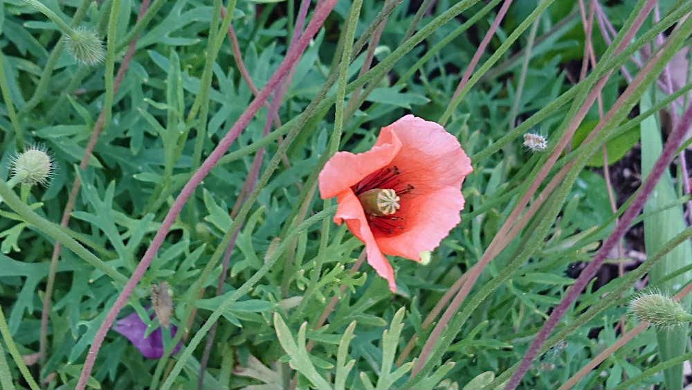 淡いオレンジ色で４枚の花びらをもつ「ナガミヒナゲシ」を知人の畑で見つけました　１つの実に１６００粒ほどの種子が入っており繁殖力が高い植物だそうです　国の駆除対象となる「特定外来生物」や「生態系被害防止外来種」ではないが他の植物の成長を妨げる成分を含んだ物質を根から出すので生態系等に影響を与える植物なんだそうです「駆除にご協力ください」と駆除の方法や注意点も示されています　でもとても可愛い花です