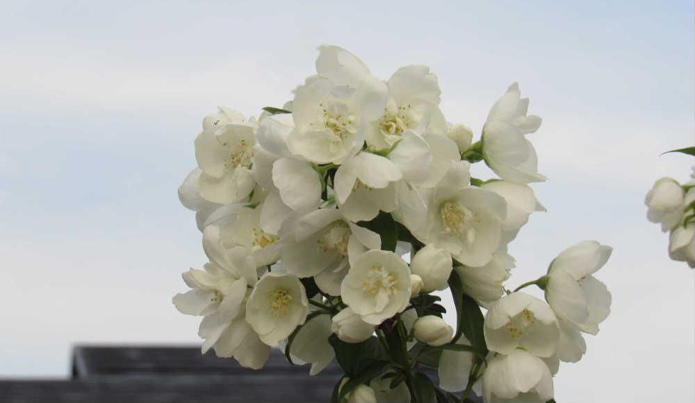 枝先に白い爽やかな花「バイカウツギ」が咲き青空に映えています　花の形が梅の花ににており枝が空洞になっているので「バイカウツギ（梅花空木）」と名前が付いたのだそうです　散歩で見つけた花であり枝を折るわけにはいきませんでしたが茎が中空なんだそうです　梅の花（花びらが５枚）に似ていますが花びらが４枚でほのかな香りがあるそうです　爽やかな初夏を彩る花のひとつでしょうか