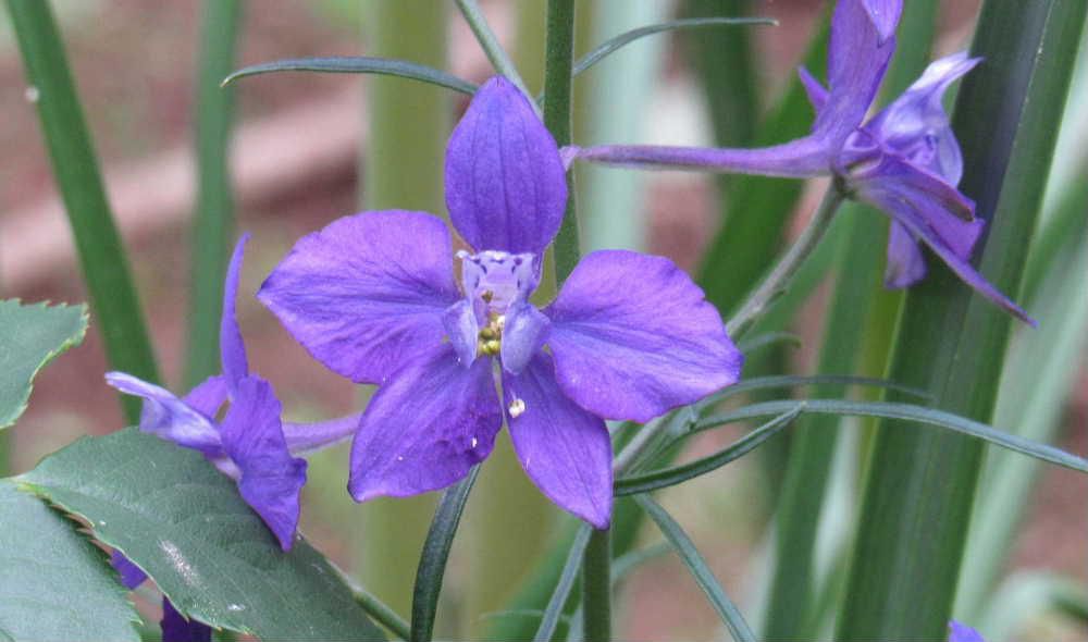 花の中央に顔らしきものが見える可愛い花「チドリグサ」が咲きました　数年前苗では育ちにくいといわれる「チドリグサ」の苗をもらって育てなんと花が咲き種を取り毎年花を咲かせ今年も紫色の花を咲かせてくれました　白や紫、ピンクなど様々あり直立した茎に花をつけ庭を彩ってくれています　日当たりのよい場所を好みますが我が家の花壇はあまり日当たりがよくないのでうまく育てられずに四苦八苦の花の一つです