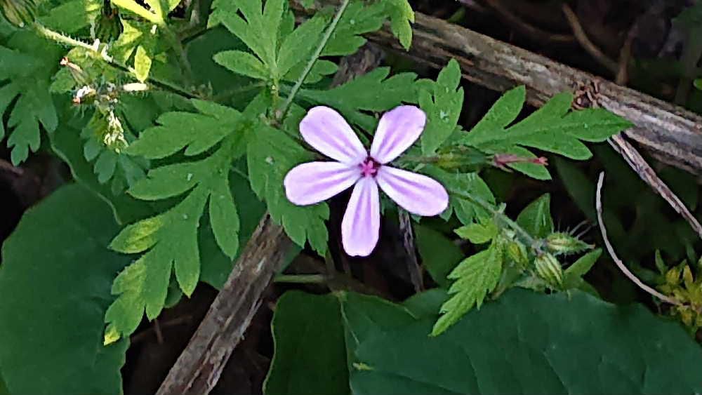 やぶの中にポツンと一輪「ヒメフウロ」が咲いていました　園芸種のような花なのでどこかの庭からでも飛んできて育ったのでしょうか　1.5ｃｍほどの可愛い小さな花から「ヒメ」の名前がついたそうです　「シオヤキソウ」という別名もあるそうですが塩を焼いたときの匂いに似ているからだそうですがどんな匂いがするのでしょうか