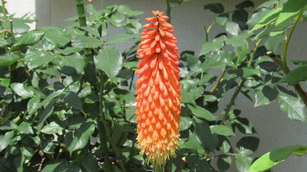 ついに我が家の庭に「トリトマ」の花が咲いてくれました　以前初めてこの花を見た時に不思議な花だと他所の家の庭で写真を撮らせてもらいました　隣の家から昨秋株分けしてもらって植えましたがたくさんの花を咲かせてくれました　下向きに咲く筒状の花が咲き進むにつれて黄色に変化していきます　燃えるトーチに見立ててトーチリリーの英語名があるそうです