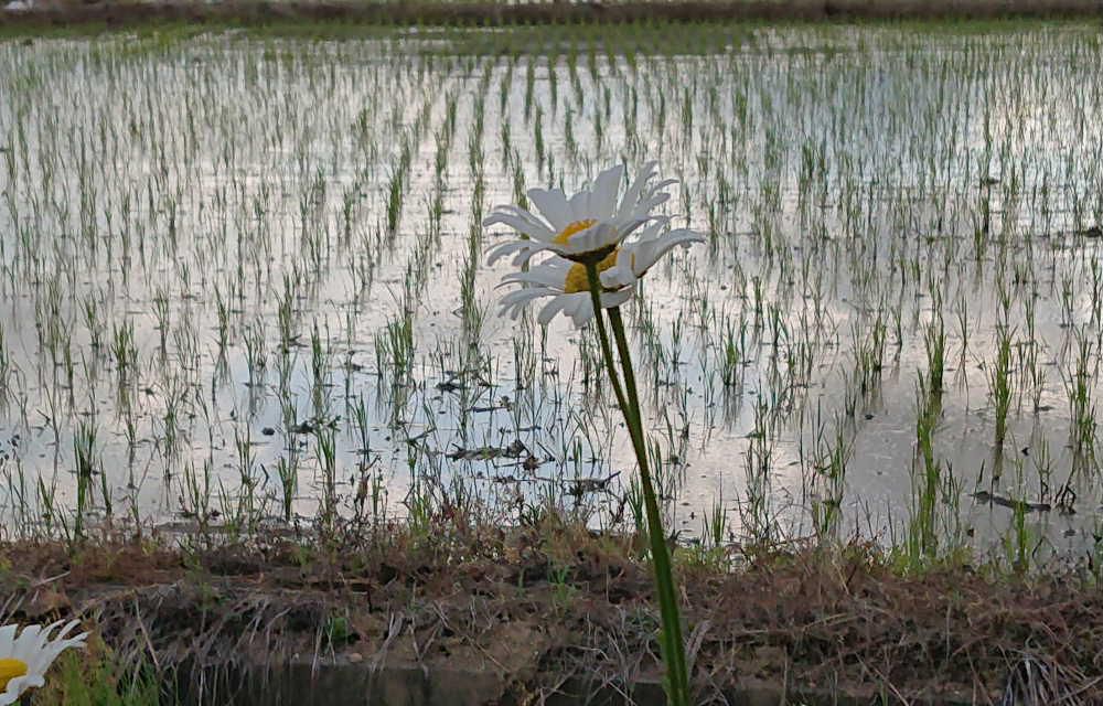 周りの田んぼはすっかり田植えが終わり苗が大きくなってきました　田んぼのそばの川べりに一面に真っ白な花がさいています　昨年もアップしましたがジョチュウギク（除虫菊）と教えていただきました　ヒナギクやマーガレット　フランスギクなど似たような花がありますが長い茎の先端に花をつける「ジョチュウギク」とのことです　道ばたの初夏を彩る真っ白な花ももう少しで終わりそうです
