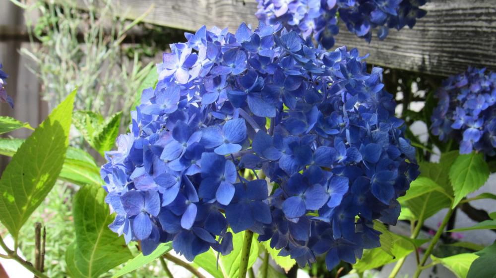 鮮やかな青色の「アジサイ」が咲きました　鉢植えなので暑い日差しに夕方にはしおれてしまいます　たっぷりと水をやると元気を出してくれます　梅雨時に咲く代表的な花木ですが今年はなかなか梅雨に入らず暑い日が続いています 暑さに花もぐったりしていますが人間もしおれそうです 今日は曇っていていよいよ梅雨の入りも報道されています　最高気温も２２度かなり涼しくなりそうです