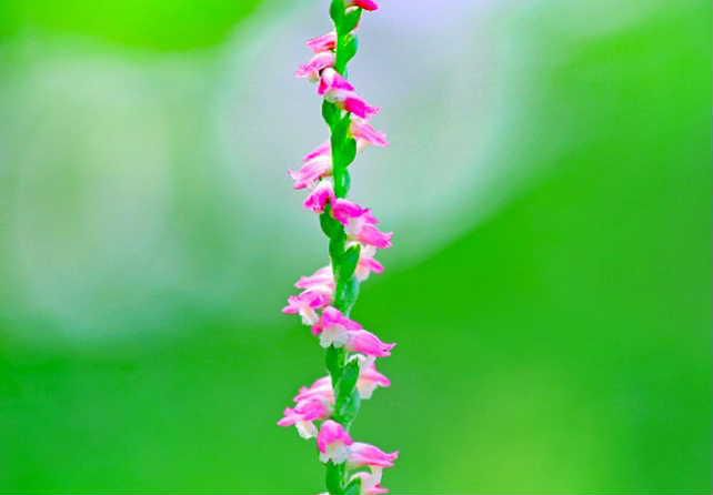 庭の芝生の中にちょこんと「ネジバナ」が芽を出しピンクの花がらせん状に咲いています　花が終わると種を蒔き散らしますが株は一時休眠してその後芽をだすのだそうです　植物も休眠するのがあるんですね　