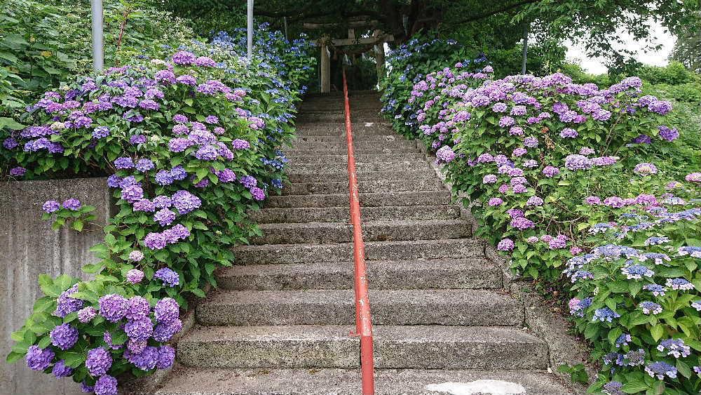 老人クラブで地区にある羽黒神社の清掃に参加しました　参道の石段の両側に鮮やかないろいろな「アジサイ」が満開でした　鎮守の森の小さなアジサイ祭りのようです アジサイには「ヤブガラシ」が絡みつき小さなオレンジ色の花を咲かせていました  「アジサイ」を枯らさないでください
