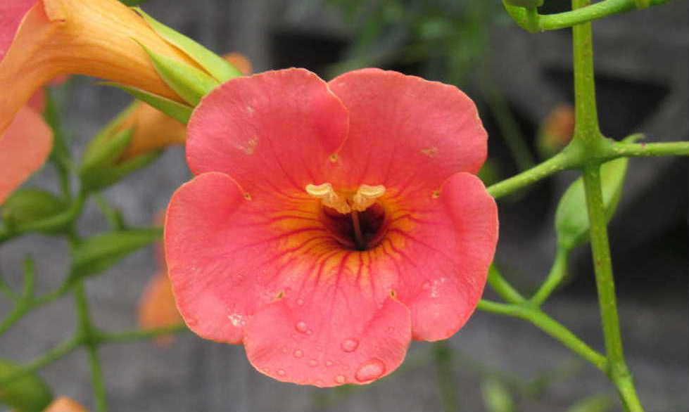 太陽のようなオレンジ色の花を咲かせる「ノウゼンカズラ」が今年も近所の庭に咲いています　地域を歩いてみるとそちこちに咲いていて夏を感じさせるかのように咲いています　カズラという名前がついておりでどんどんとツルを伸ばし大木というよりはこんもりと枝を伸ばし花をつけています　今を盛りの花の一つです