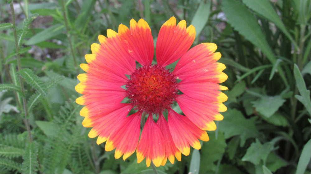夏の真っ赤な太陽のように花びらが中心から真っ赤に色づき周辺部が黄色の「テンニンギク」を散歩で見つけました　初夏から秋にかけて花を咲かせています　この花が特攻花と呼ばれているとネットで見つけました　そのいわれは下のようですが事実に基づかないのではとの説明がありました　以前鹿児島県知覧の特攻平和祈念館を訪れたことがありましたがそんな雰囲気を漂わせている花のような気がしてなりません