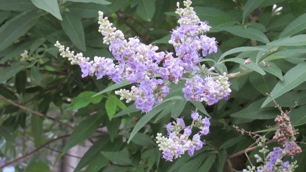 花が少なくなる夏ですが爽やかなすみれ色の花を咲かせている花木と出会いました「セイヨウニンジンボク」でしょうか　1昨年の７月にもアップしたことを思い出しましたが　あまり栽培されていないとのことですがニンジンボクと変わった名前です　開花期も長く花や葉にも香があるそうですがニオイを嗅いできませんでしたがのでどのような香りなんでしょうか