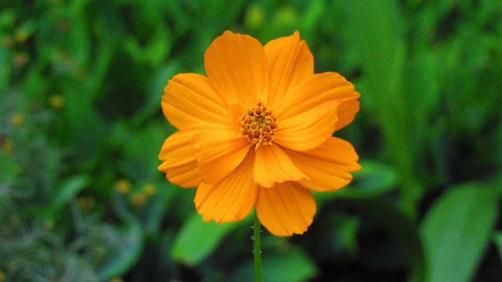 昨年秋に枯れかかった花を一つもらい採った種を庭に植えたところ　鮮やかなオレンジ色の「キバナコスモス」の花が一輪だけ咲きました　秋の代表的なコスモスの一種で群生していると見事に庭を彩ってくれるでしょうが残念ながら一株だけですがしばらくは楽しめそうです　陽の光があたれば痩せている土地でも問題なく育つ花だそうですから今年も種を採取して来年もう少し多く育ててみようと思います