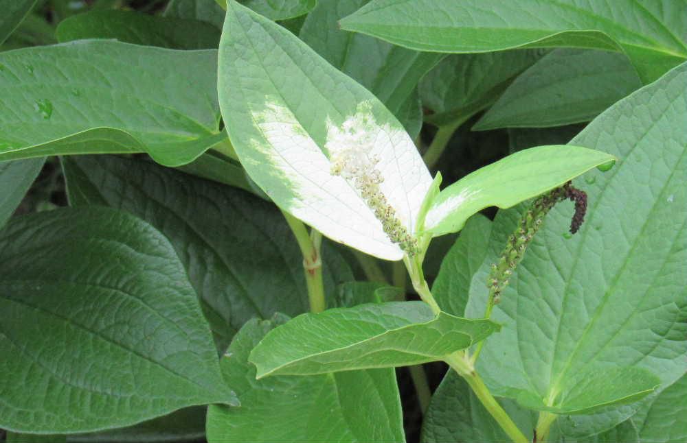 緑の葉に白いペンキを塗ったような「ハンゲショウ」の草花を見つけました　葉の半分ほどが白くなるので「半化粧」とか「半夏生」とか　あるいは「片白草（かたしろぐさ）」と呼ばれているそうです　花が咲き終わって夏真っ盛りになると白い部分は色落ちして緑に戻るんだそうです　虫媒花ということで虫を誘う必要があるので白く目立つように進化しのではとの解説もありました　でも不思議な草花ですね