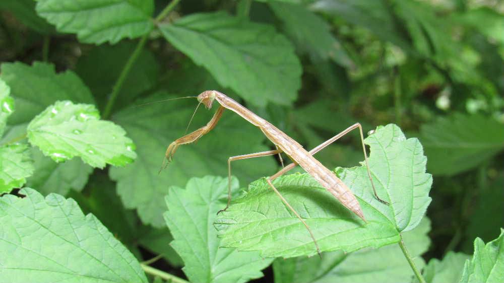 葉っぱの上で「カマキリ」を見つけました　決して可愛い虫ではありません　むしろ嫌いな方かもしれませんが子ども達にとっては人気の高い昆虫だとか　春にふ化し卵からかえった時に既に成虫と同じ姿をしているのだそうです　カマキリはアマガエルのように変色して緑色と思っていましたが写真のカマキリは茶色です　２齢目はみんな薄茶色で、遺伝子によって３齢目から黄緑と薄茶に分かれるんだそうです　他にも不思議なことがある昆虫ですがあまり気持ちのよい虫ではありません
