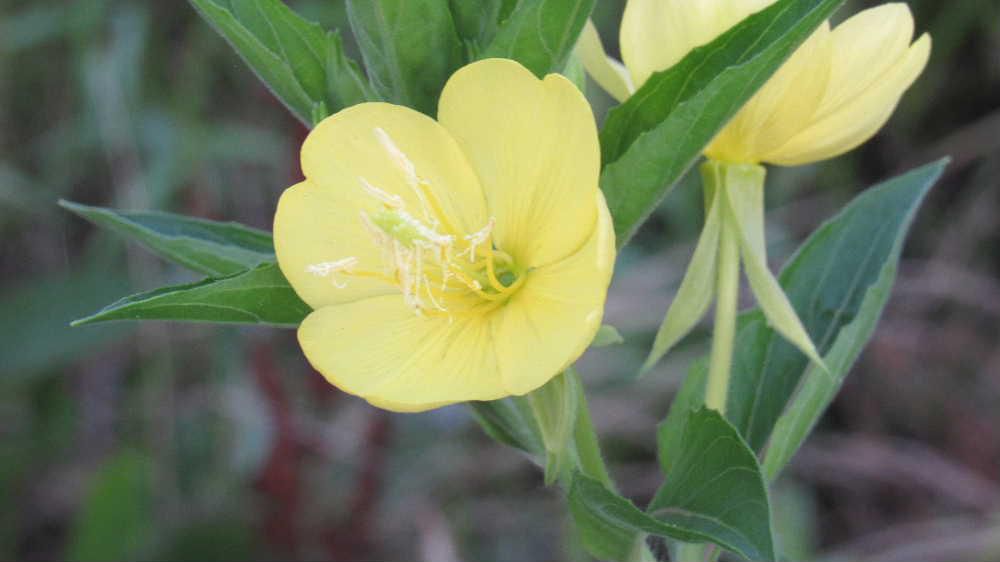 道端や荒れ地に爽やかな淡い黄色の花をつけている「メマツヨイグサ」がそちこちに咲いています　背丈は1メートルを超えるものもあり夕方に開花し朝方にはしぼむ習性があります　花びらが４枚あるががく片も４枚あり反り返っているのが特徴です　早朝の散歩で写真を撮りましたが涼しい気温と淡い黄色の花に癒され爽やかなひと時を持つことができました