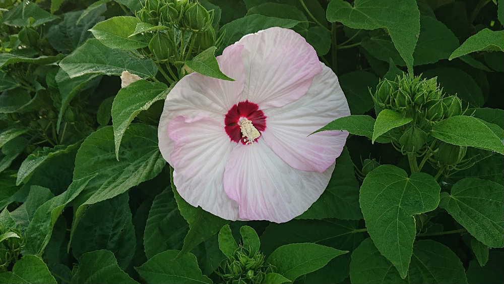 とても大きくて目立つピンクの花びらをつけている「アメリカフヨウ」が咲いていました　花は一重で大きさは１０～２０cmほどの大きさですが一日花ですぐしぼんでしまいます　秋まで楽しめる花だそうです　赤や白い花も見かけることがあり夏の花～という感じの花です