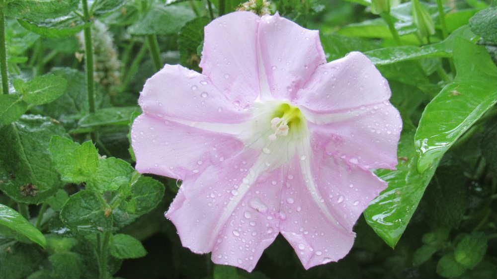 パラパラと雨が落ちてきました　まだ梅雨が明けきらずに今日も雨模様の予報です　雨にうたれた淡いピンクの「ヒルガオ」が雑草の中にたくさん咲いていました　日本では古くから自生していたそうですが中国から「アサガオ」が持ち帰られたときにアサガオに対する呼び名として「ヒルガオ」と呼ばれるようになったとか「アメフリアサガオ（雨降り朝顔）」と呼ぶ地方もあるとか　梅雨時の花なんですねえ