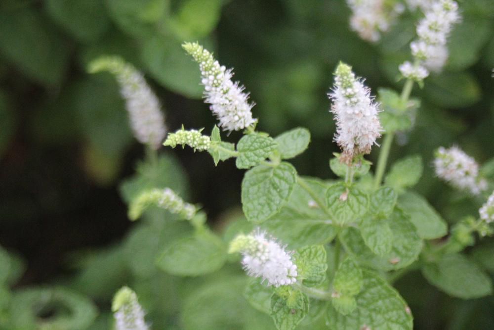 近所の庭の空き地にハッカの香りがして白い穂状の花をつけた「マルバハッカ（アップルミントととも呼ばれている）」が密生して生えていました　数年前一株を鉢植えしましたが侵略的に増えて手に負えなくなる草花であり枯れた葉からでも芽を出すとのことで捨ててしまいました　花と香りに誘われてまた写真を撮ってしまいました　料理の香りづけやサラダの付け合わせなどにも使われるとのことですがどうしてあの場所だけに生えているのでしょうか