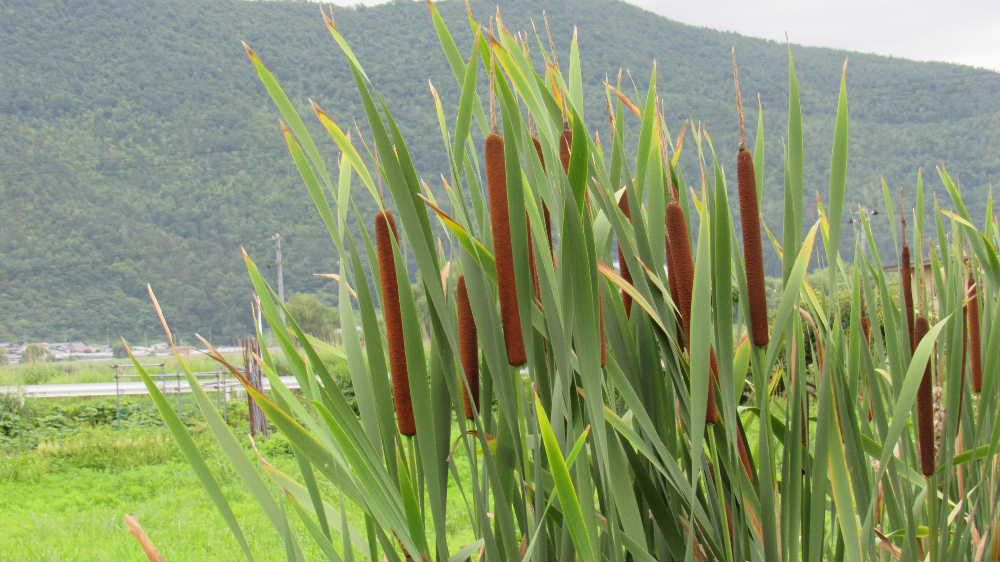 白竜湖に近い湿地にすらっとまっすぐに伸びた２～３０cmはあろうかと思われる「ガマの穂」が群生していました　こんなにきれいなガマの穂はあまり見ることができません　ソーセージ やフランクフルトに似た茶色の花が雄花で弾力があってふんわりと膨らんでいます　雄花も雌花も花びらがなくとても花には見えません　そのガマの穂がはじけて真っ白なガマの穂綿ができる不思議な植物です