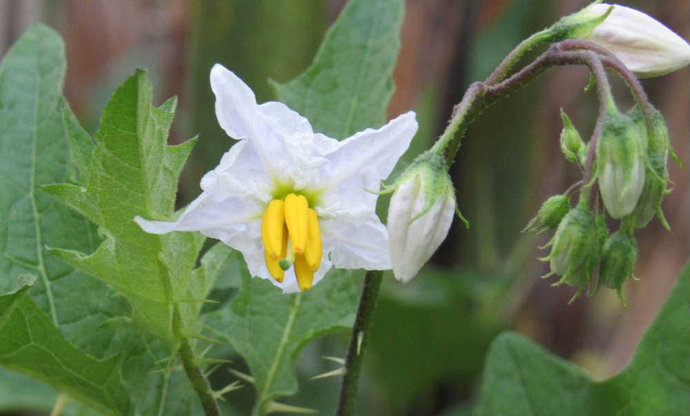 これから旬のナスの花ににている「ワルナスビ」の花を見つけました　秋になると鮮やかな実をつける雑草ですが有毒であり除草剤も効かない厄介な草ということになるのでしょうか